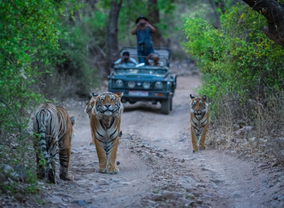 Rajasthan Wildlife Tour